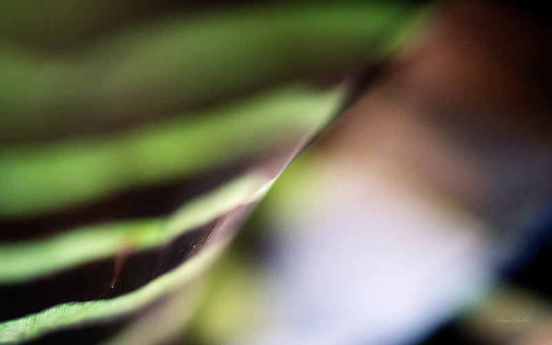 Macro no. 22