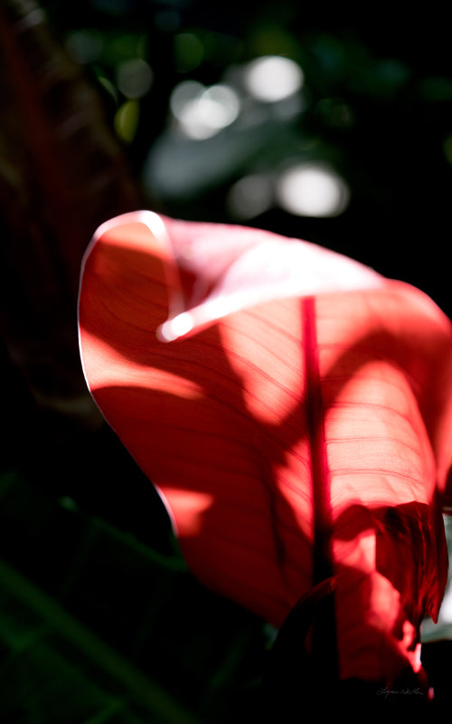 Macro no. 23