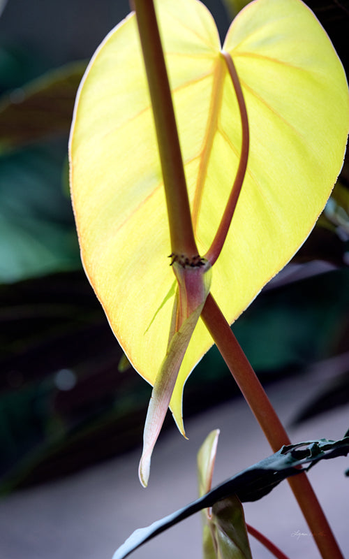 Macro no. 24