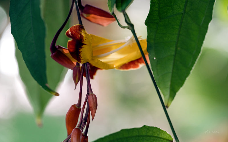 Macro no. 25