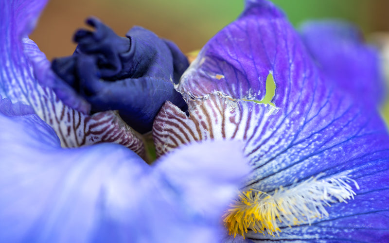 Macro no. 26