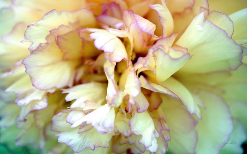 Macro no. 3