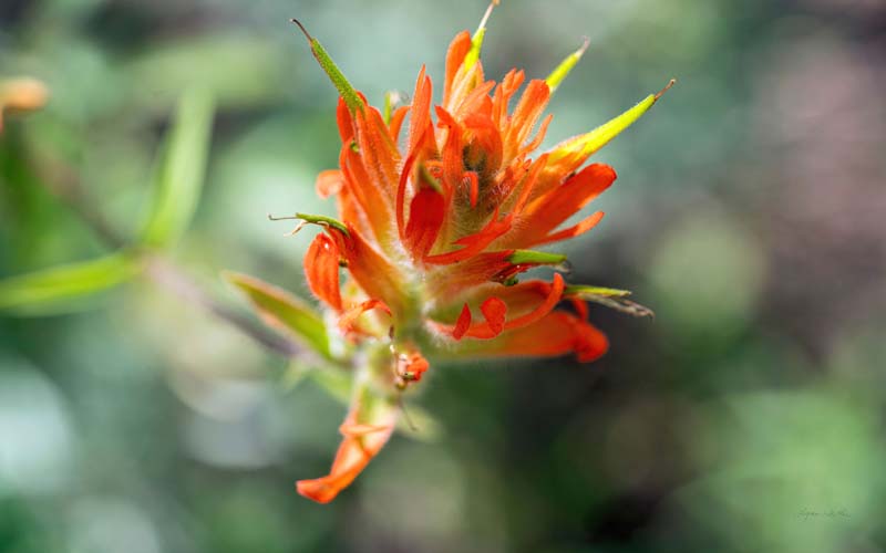 Macro no. 4