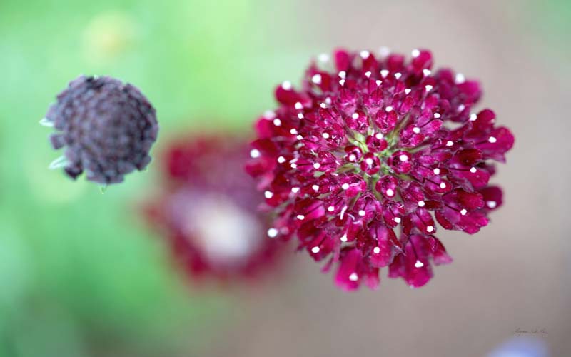Macro no. 5