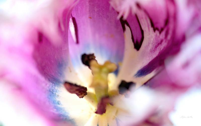 Macro no. 6