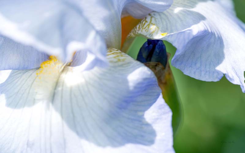 Macro no. 7