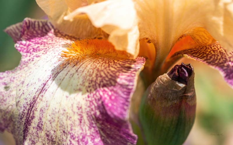 Macro no. 8