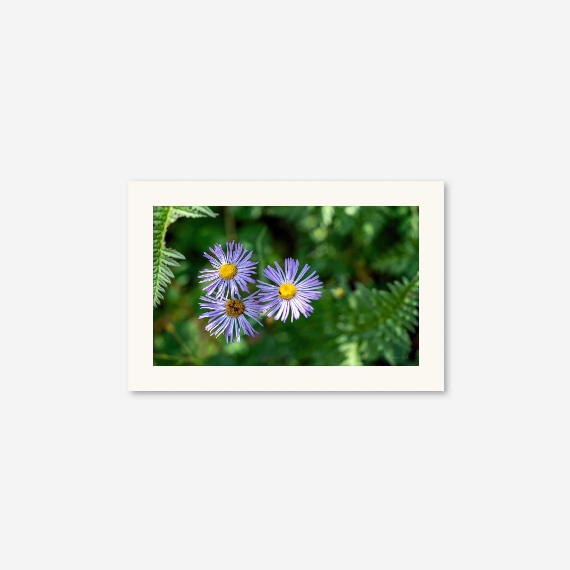 Macro no. 19