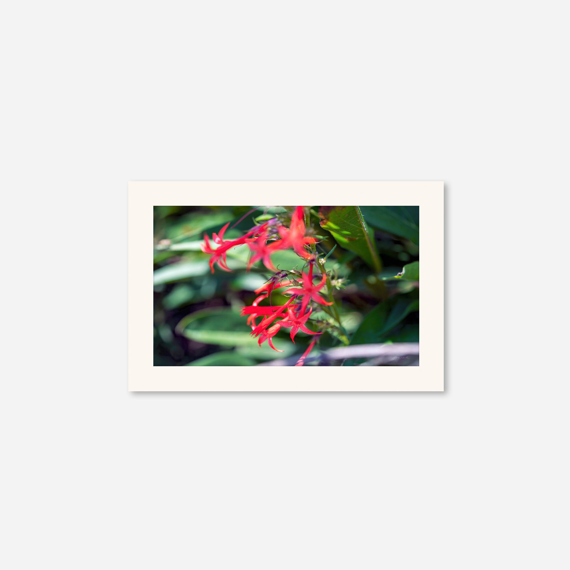 Macro no. 18