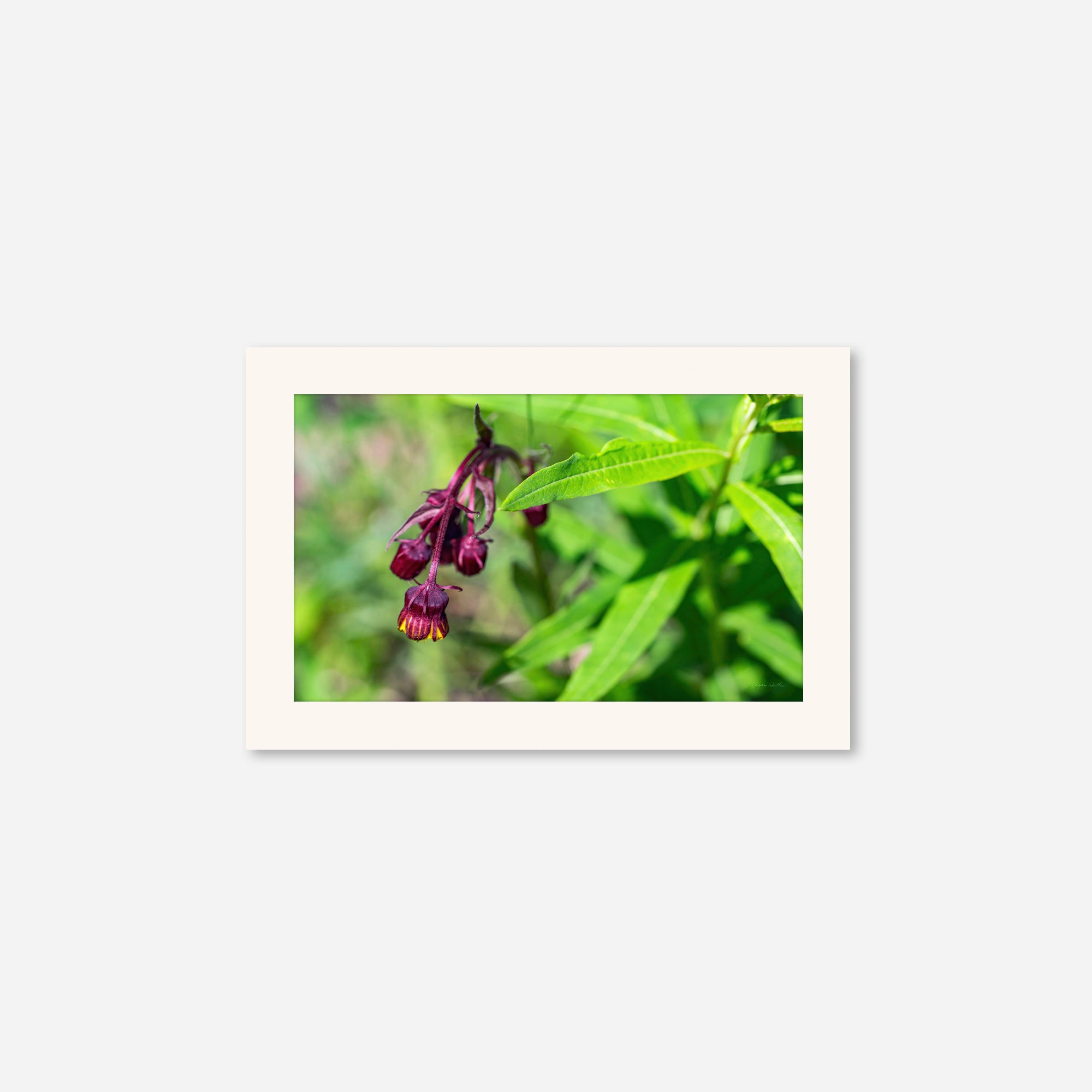 Macro no. 17