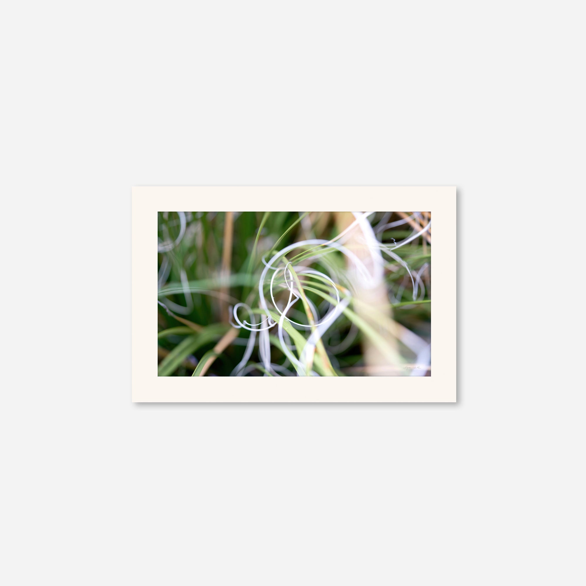 Macro no. 15