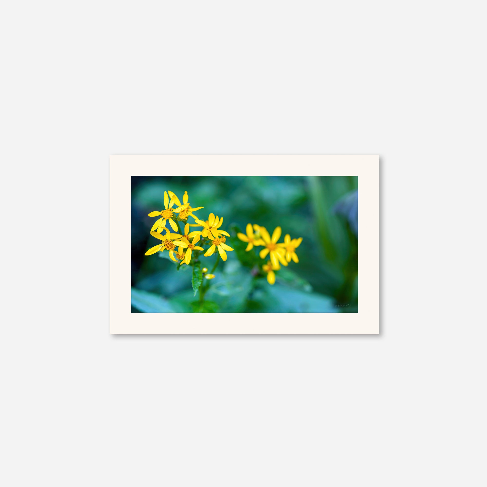 Macro no. 14