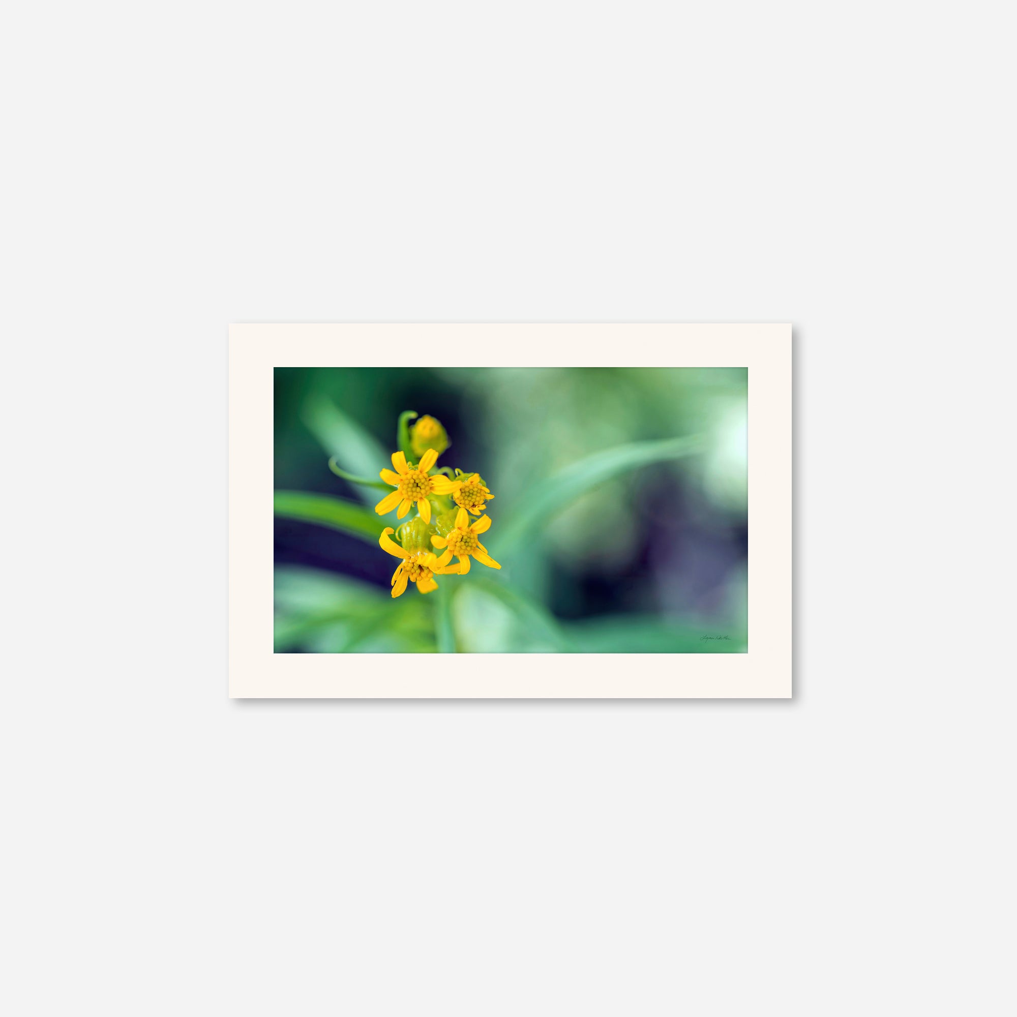 Macro no. 13