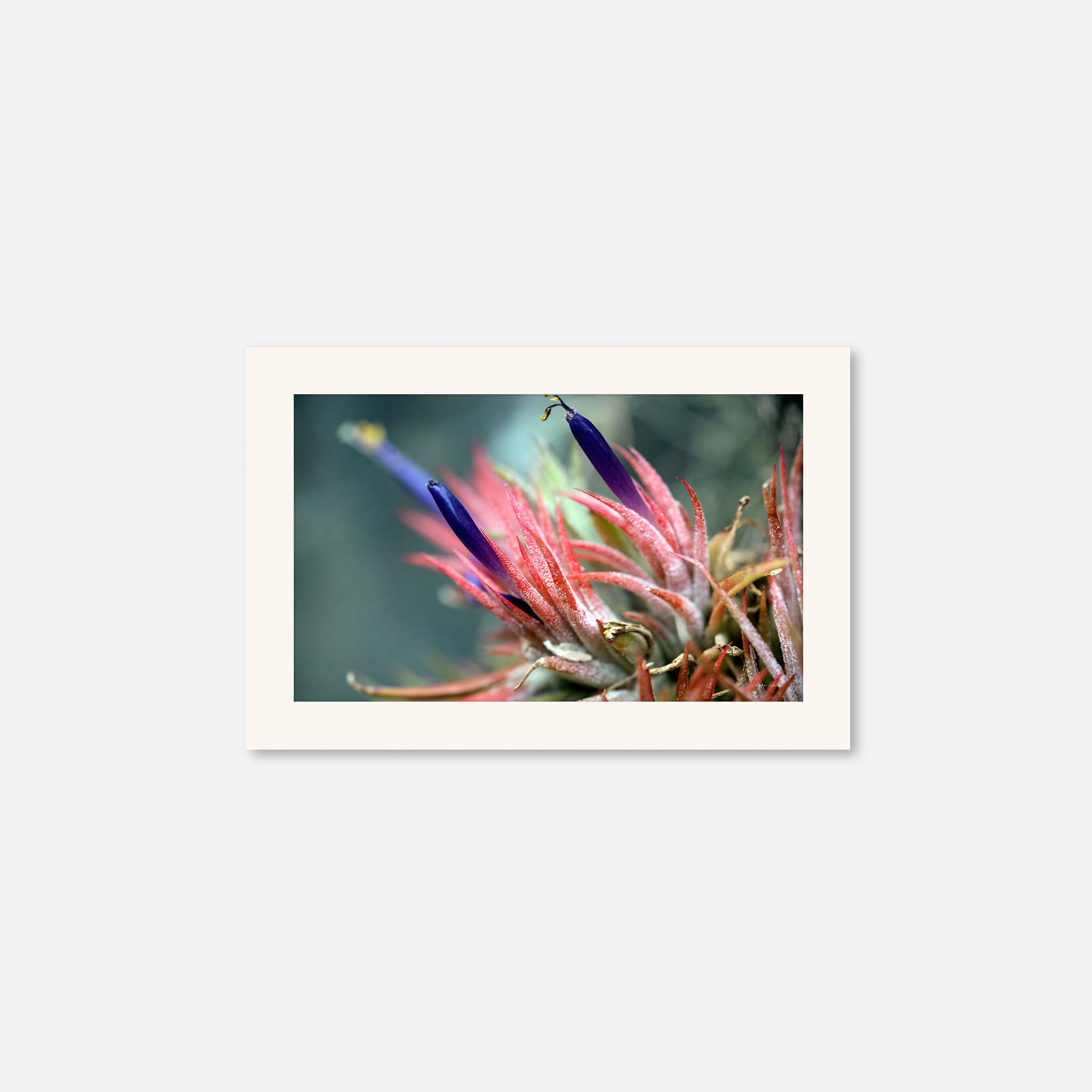 Macro no. 11