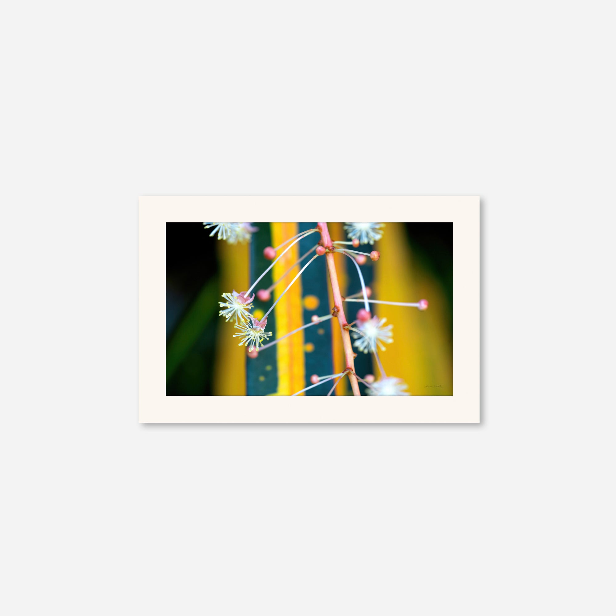 Macro no. 10