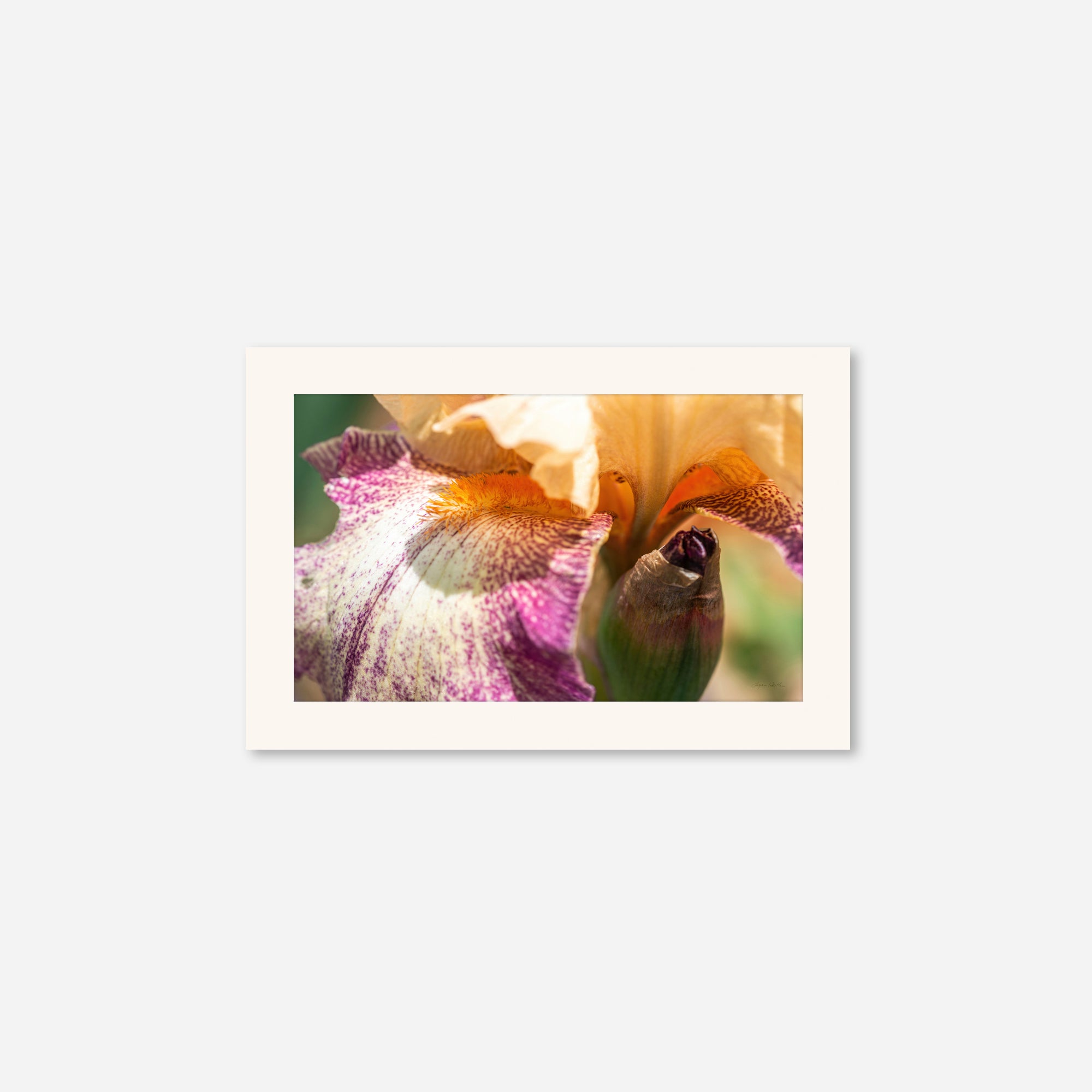 Macro no. 8