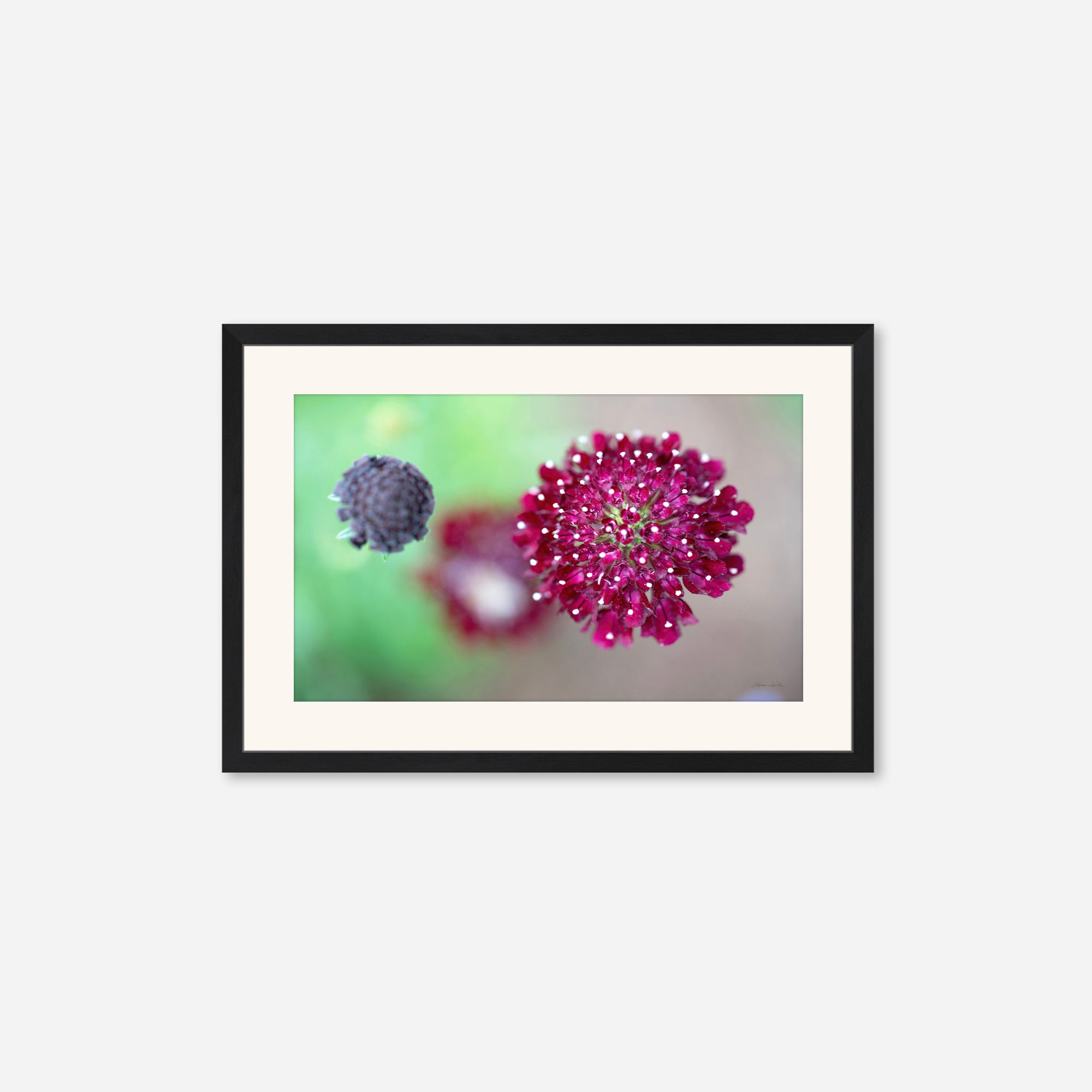 Macro no. 5