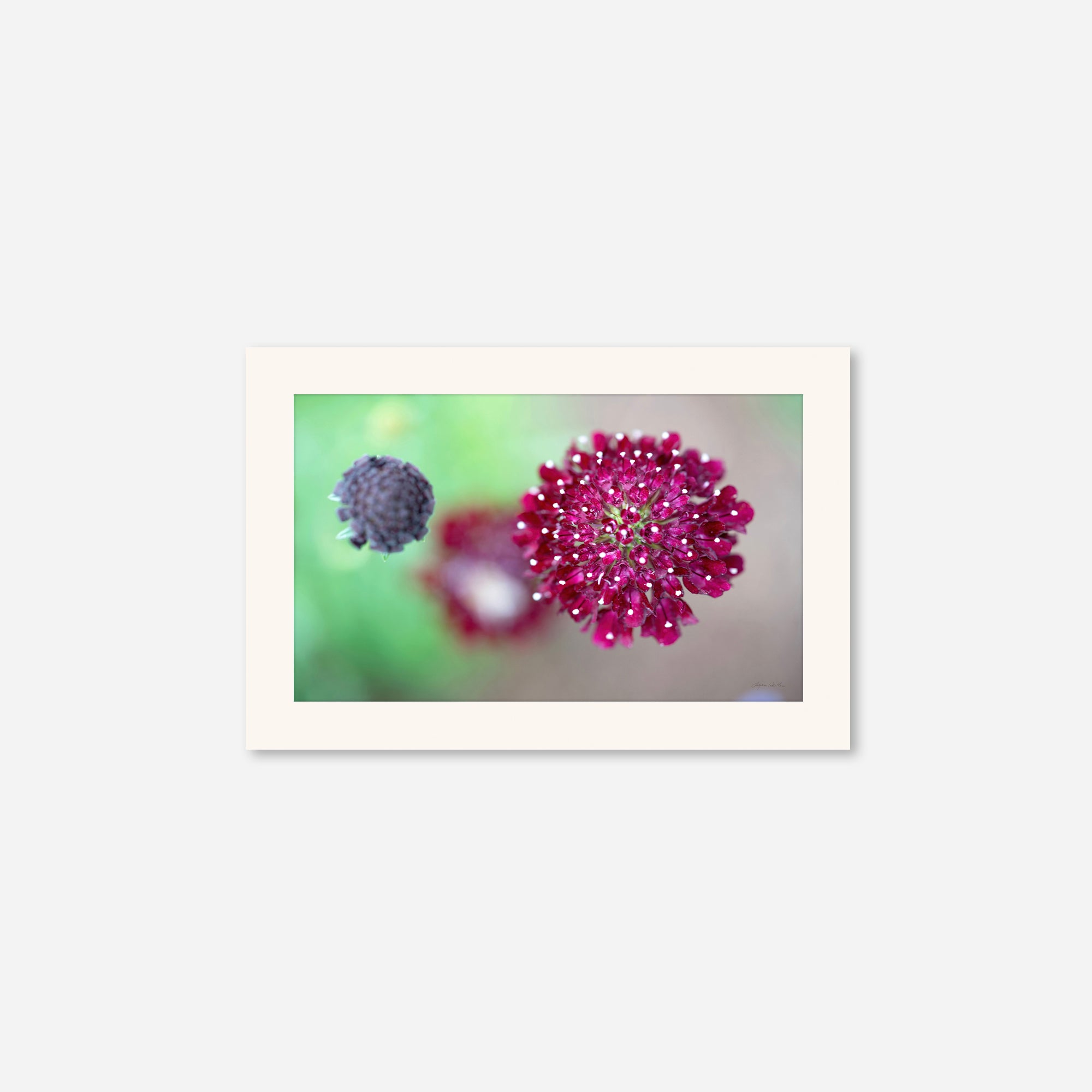 Macro no. 5