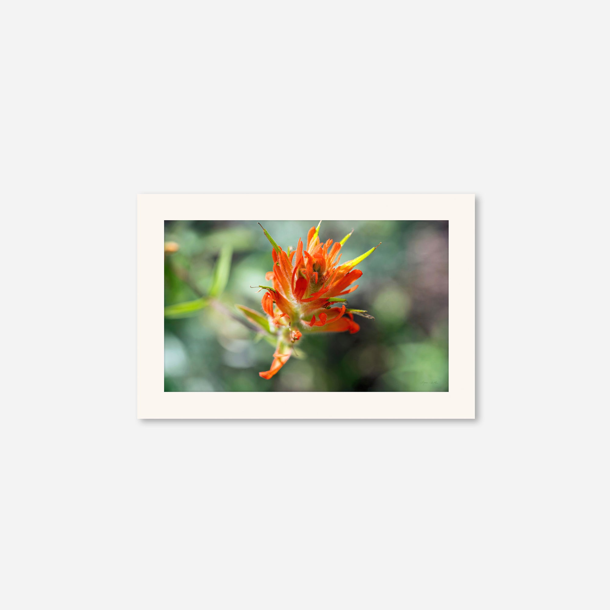 Macro no. 4