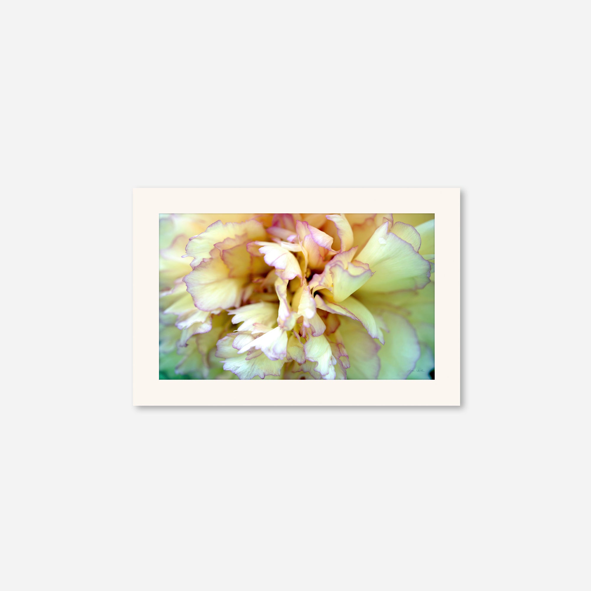 Macro no. 3