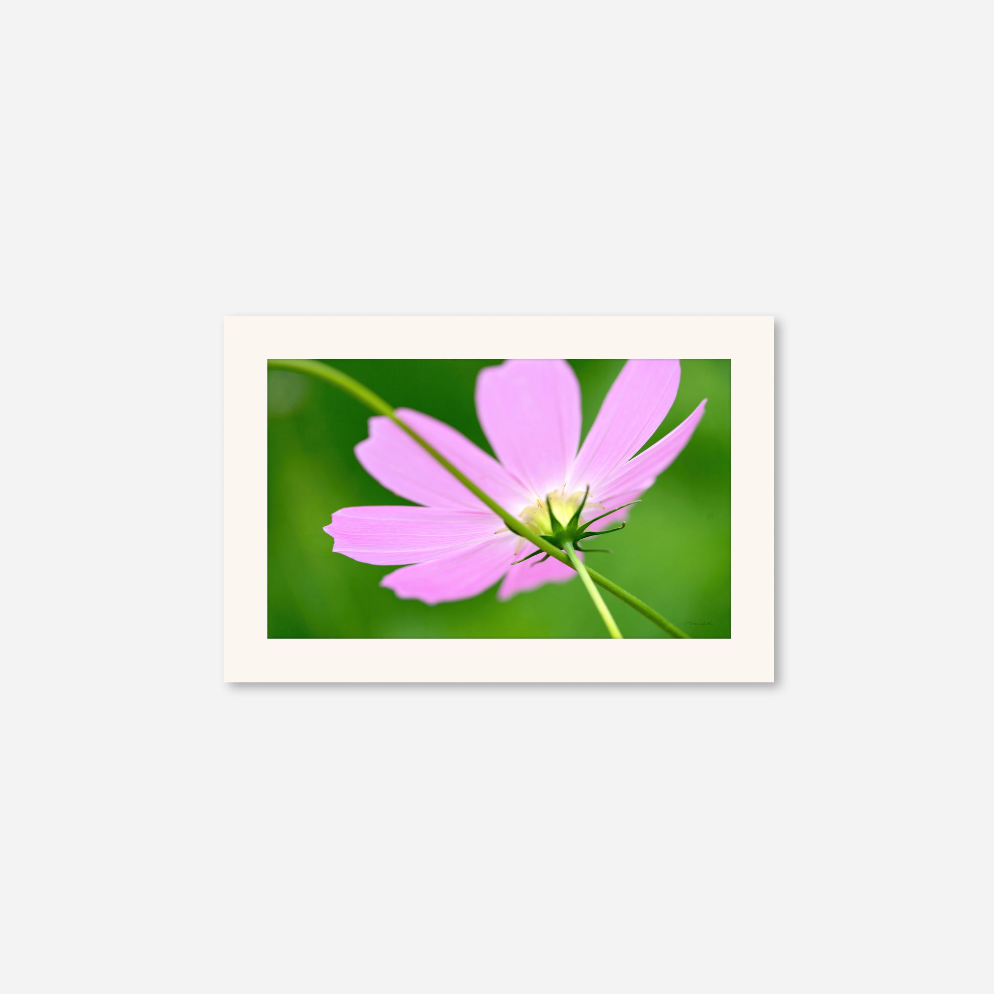 Macro no. 1