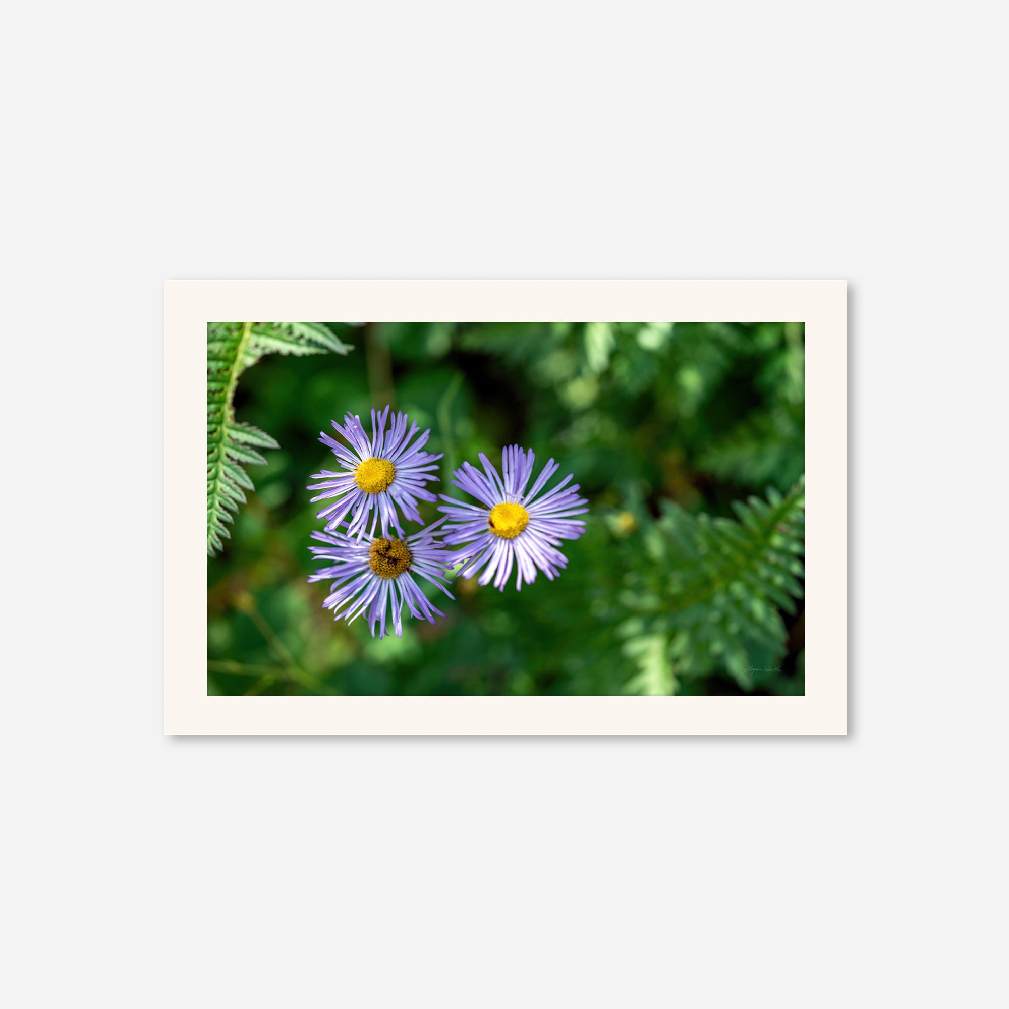 Macro no. 19