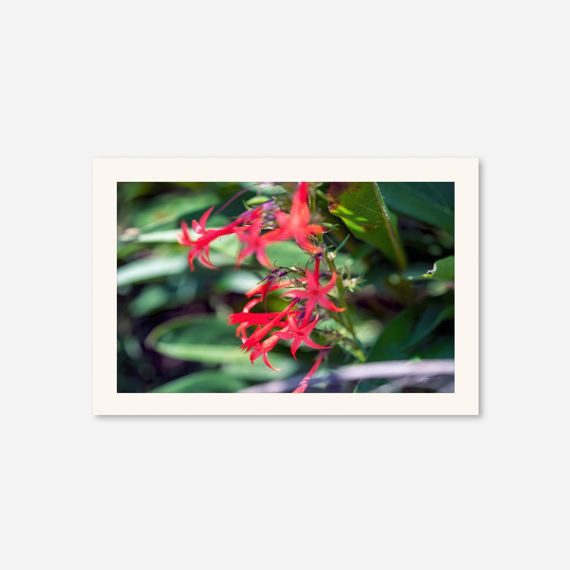 Macro no. 18