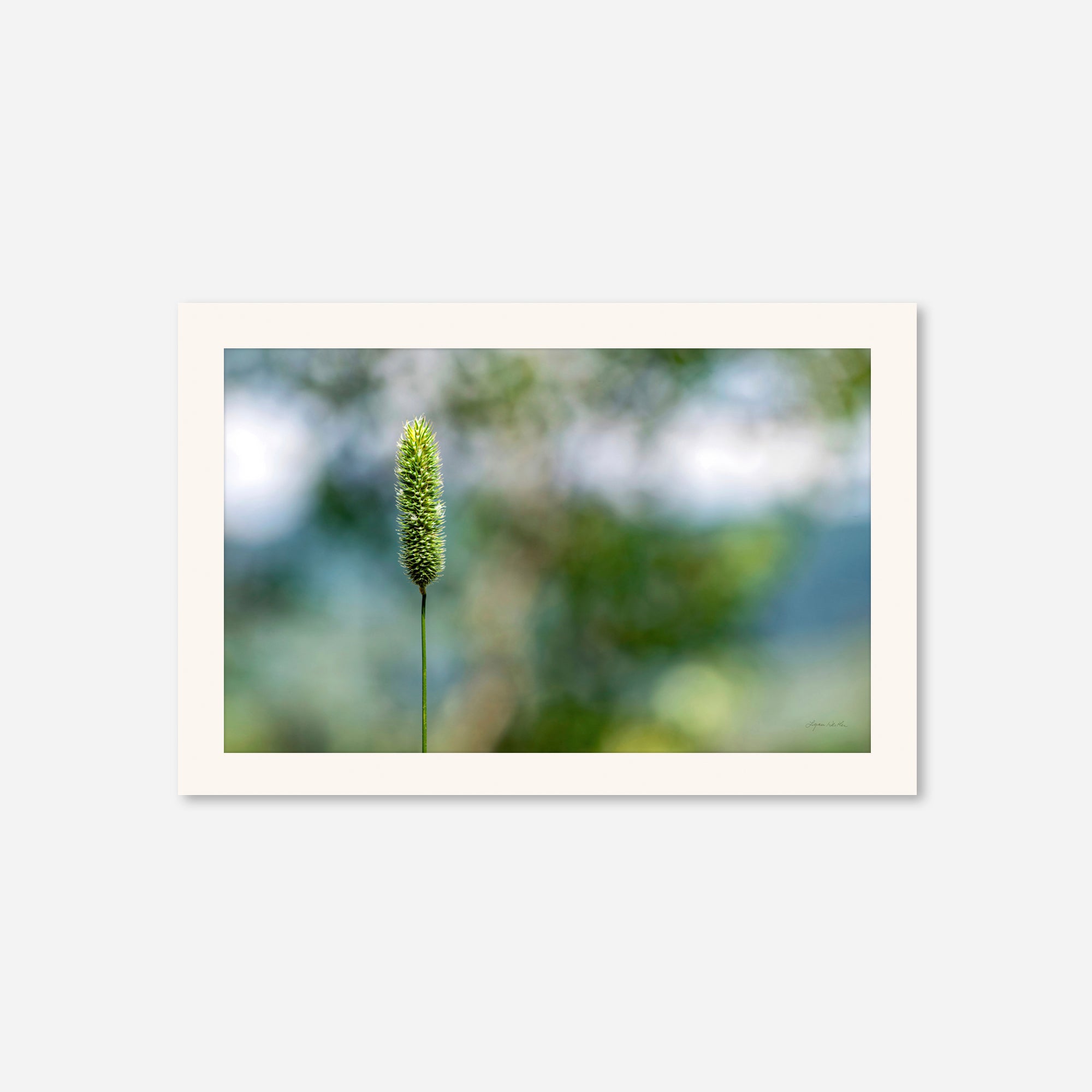 Macro no. 16