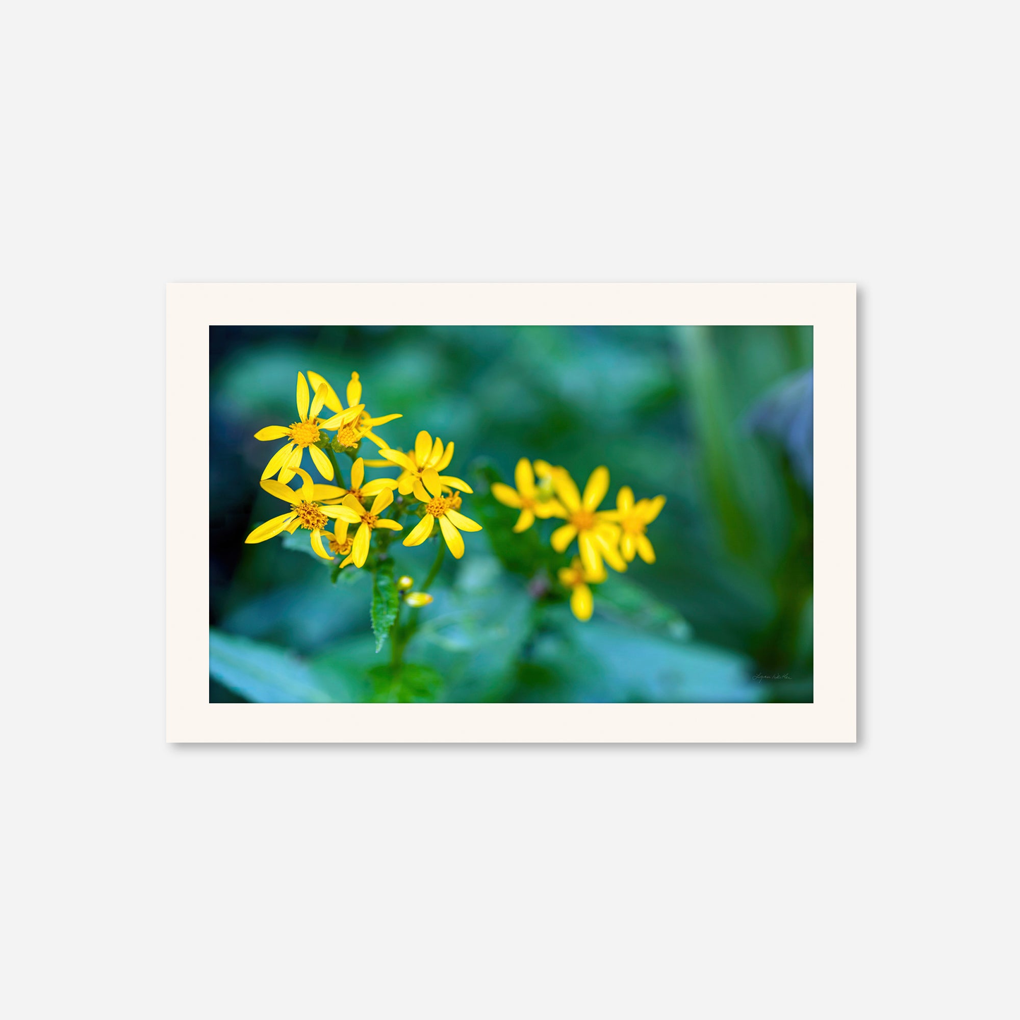Macro no. 14