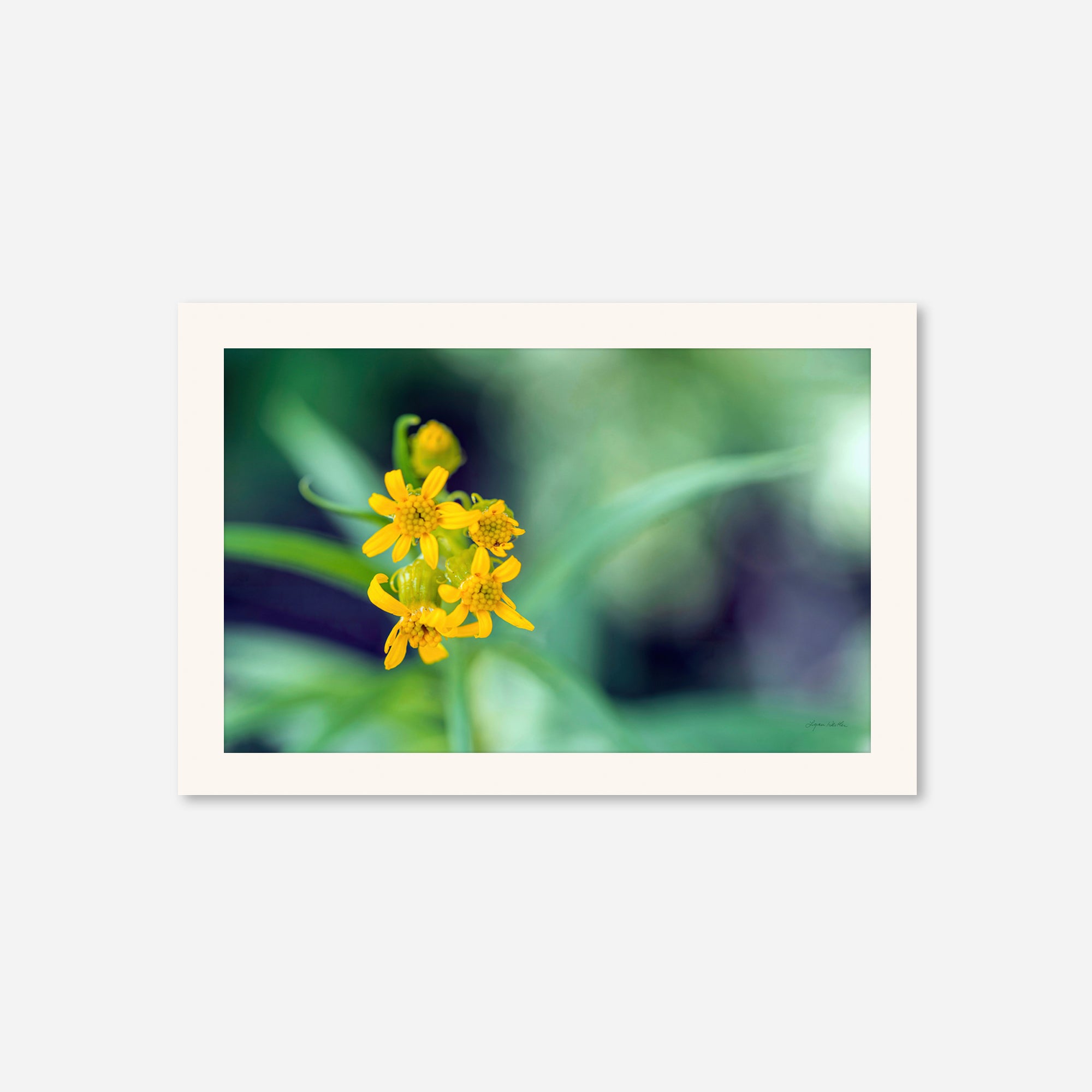 Macro no. 13