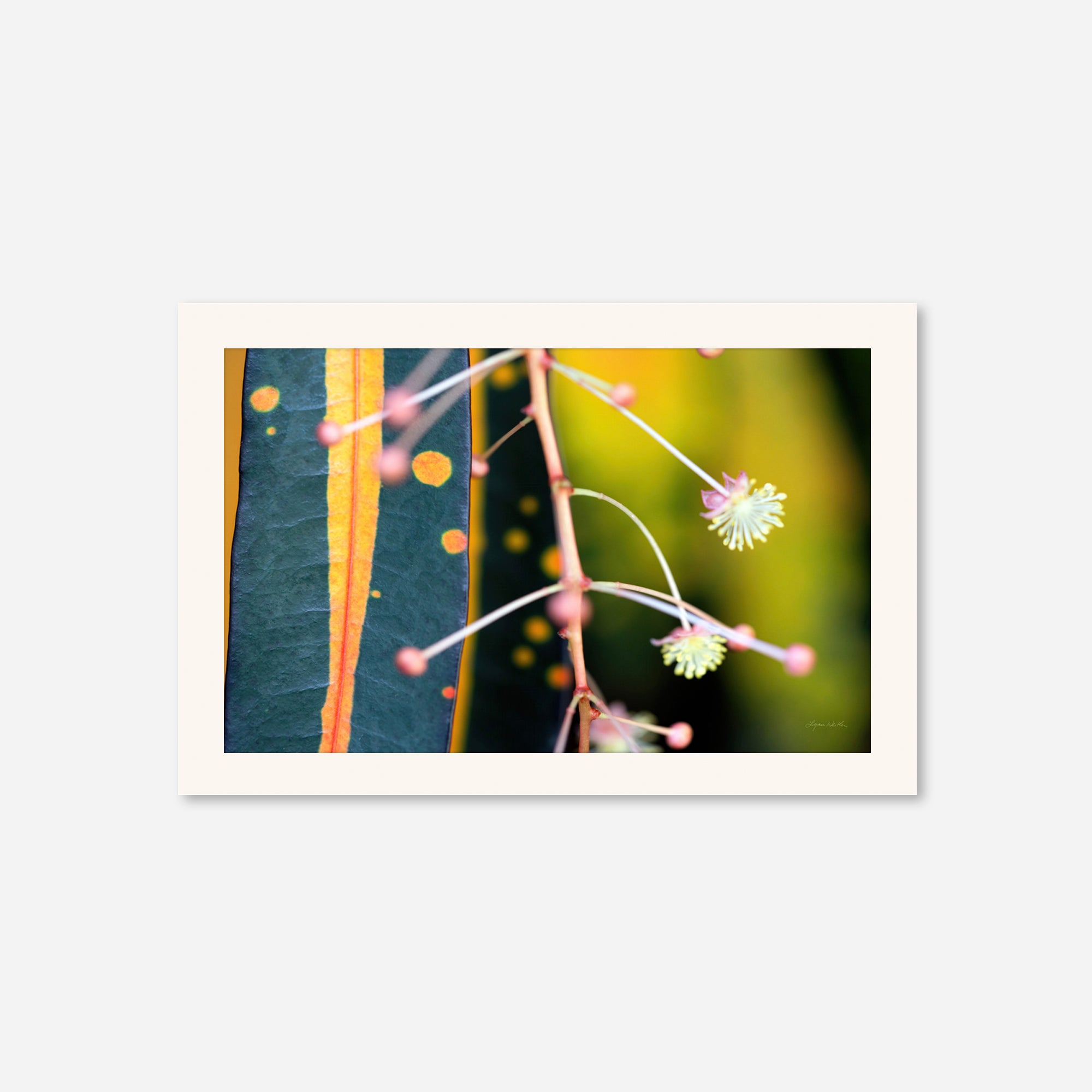 Macro no. 9