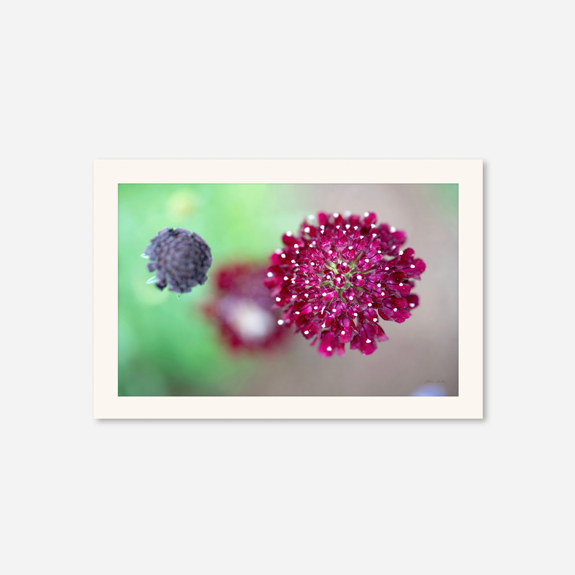 Macro no. 5