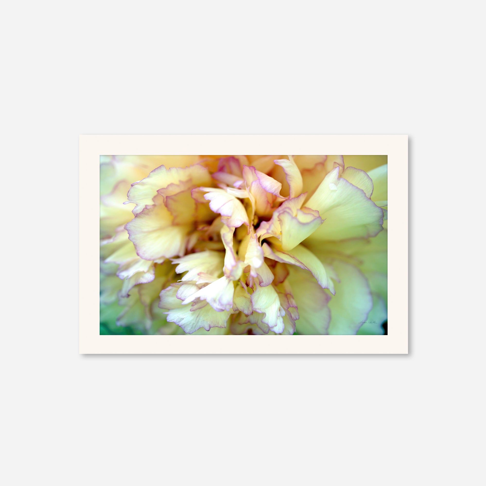 Macro no. 3