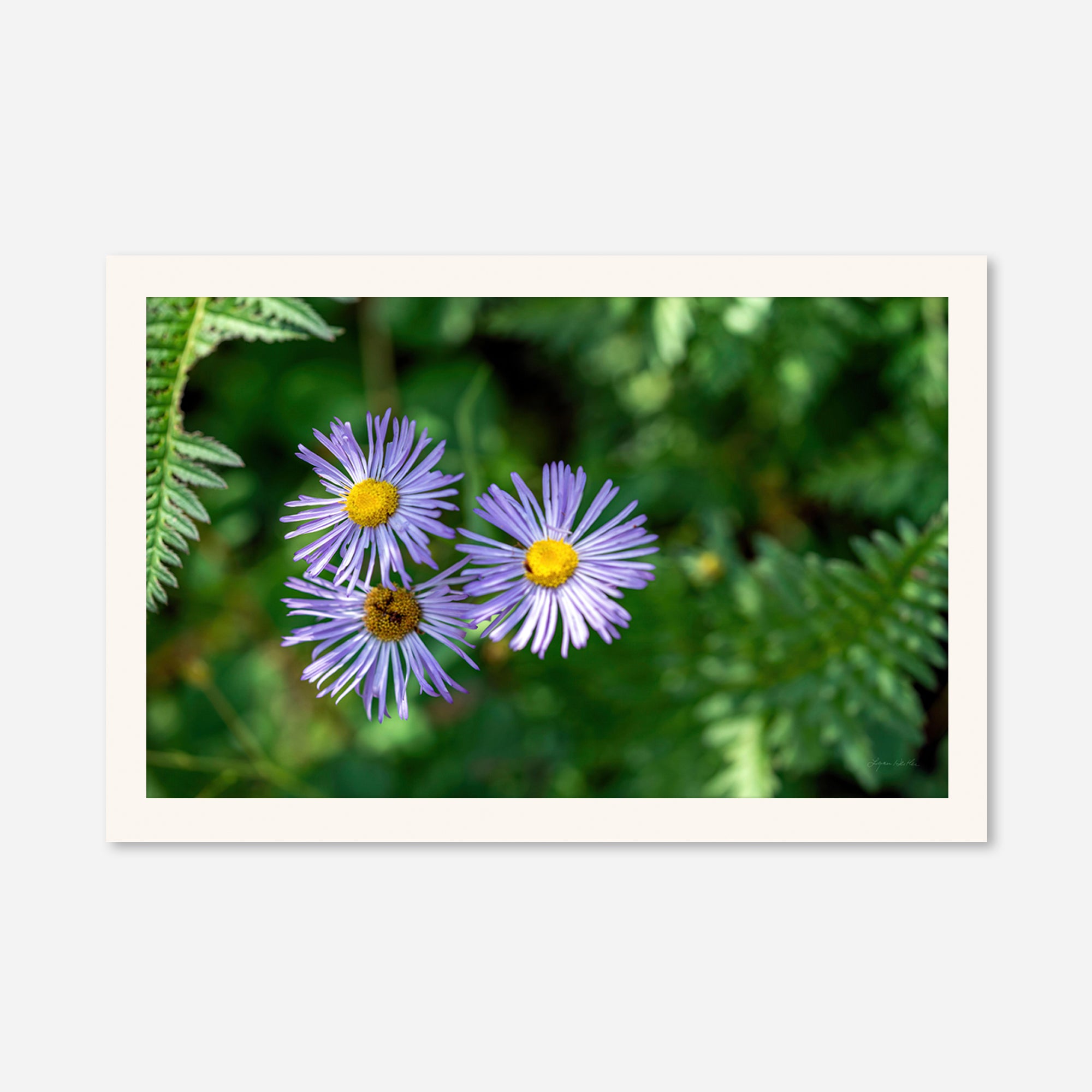 Macro no. 19