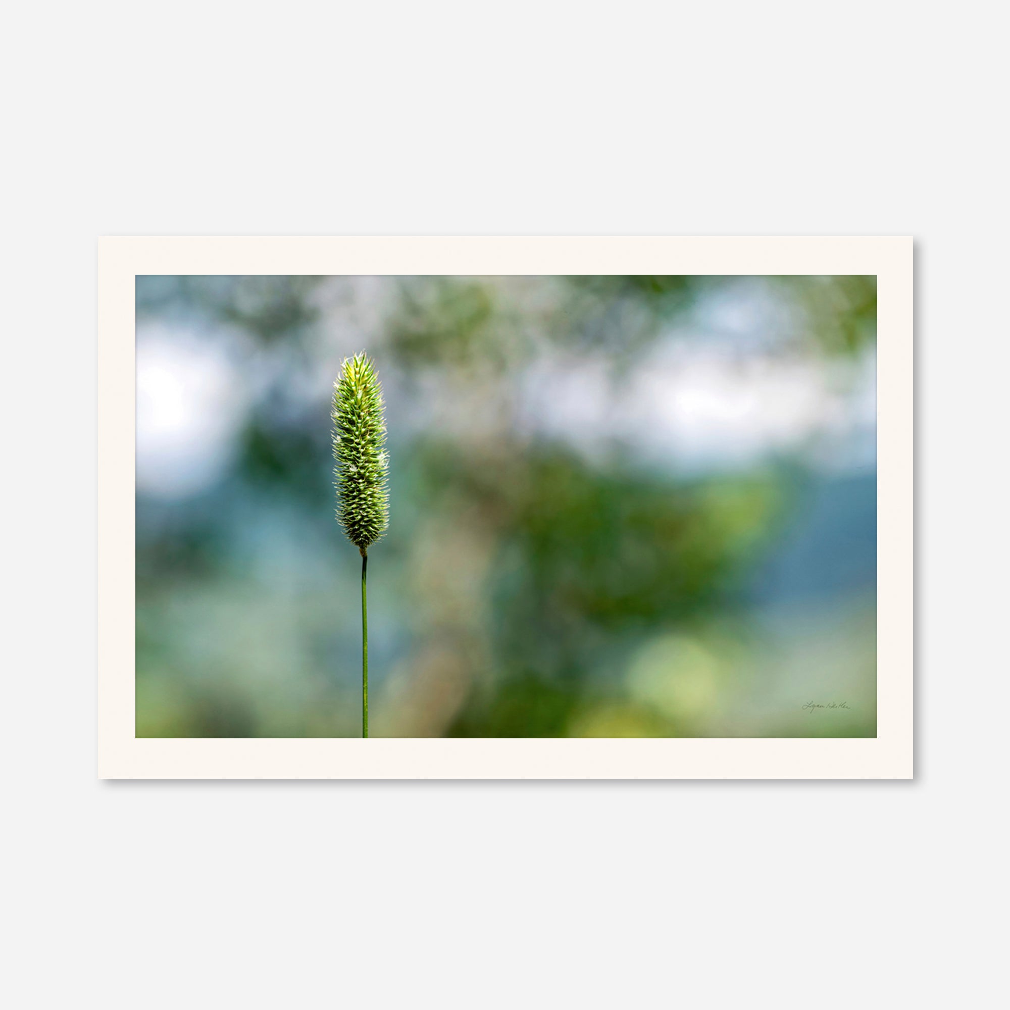 Macro no. 16