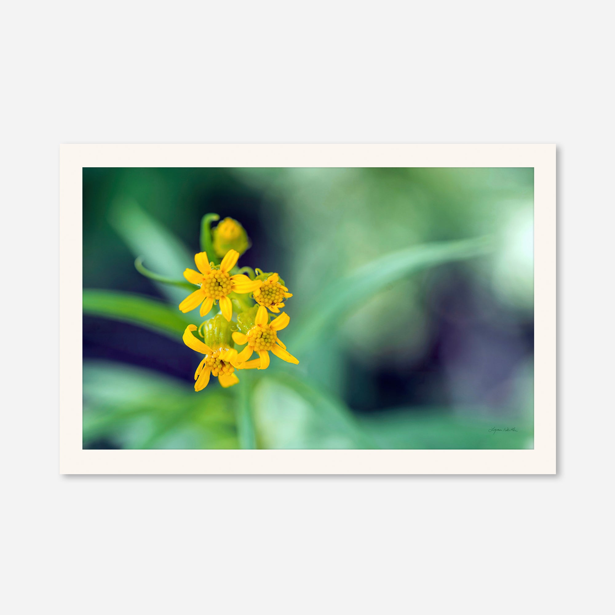 Macro no. 13