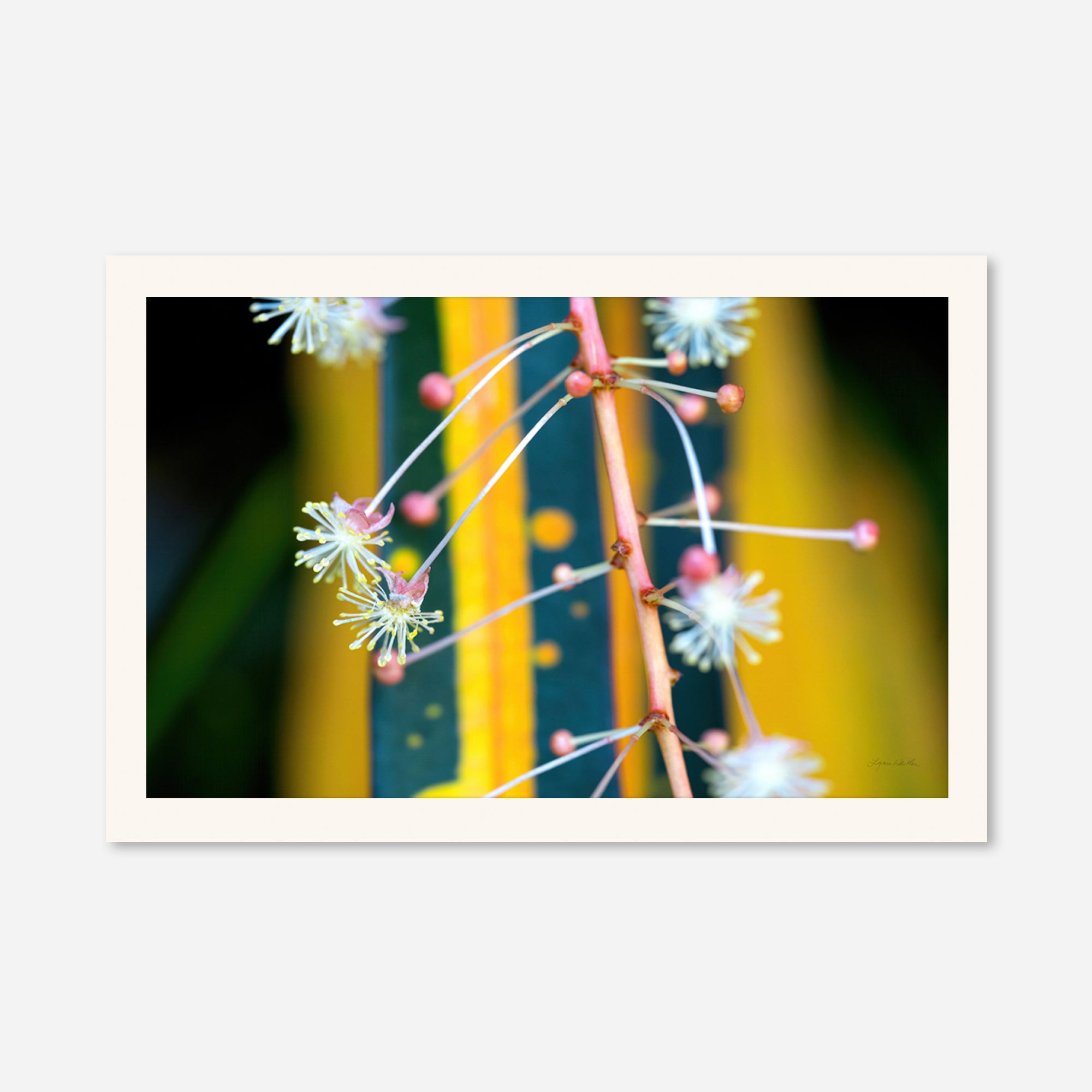 Macro no. 10