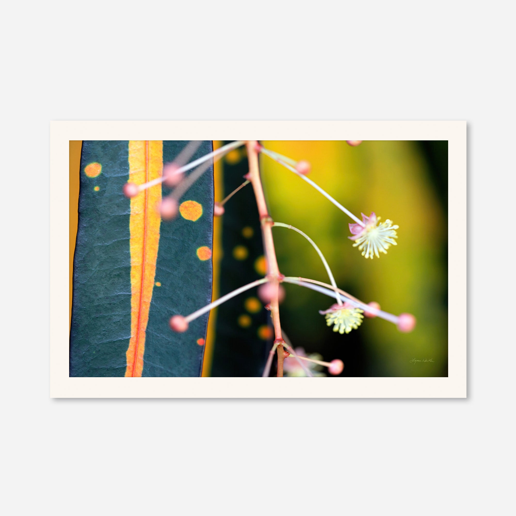 Macro no. 9