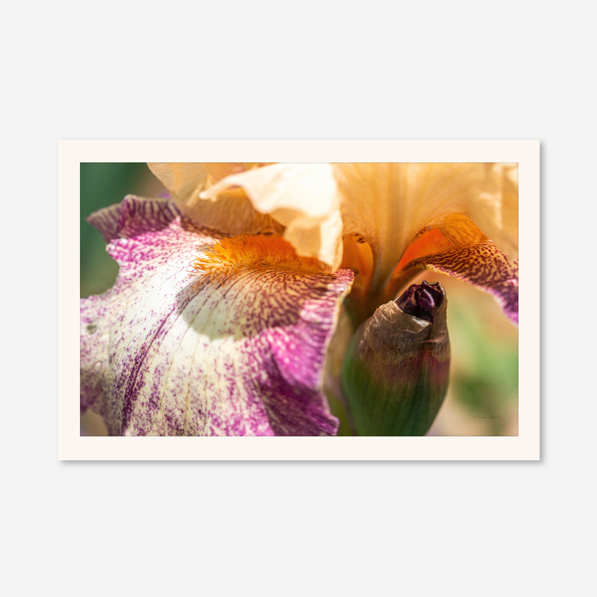Macro no. 8