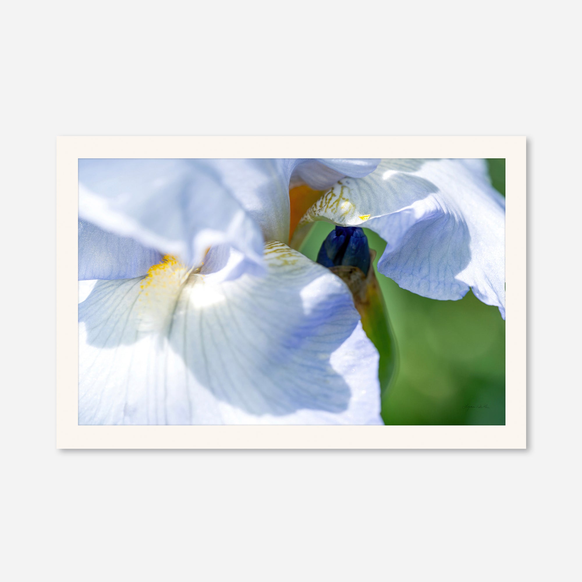 Macro no. 7