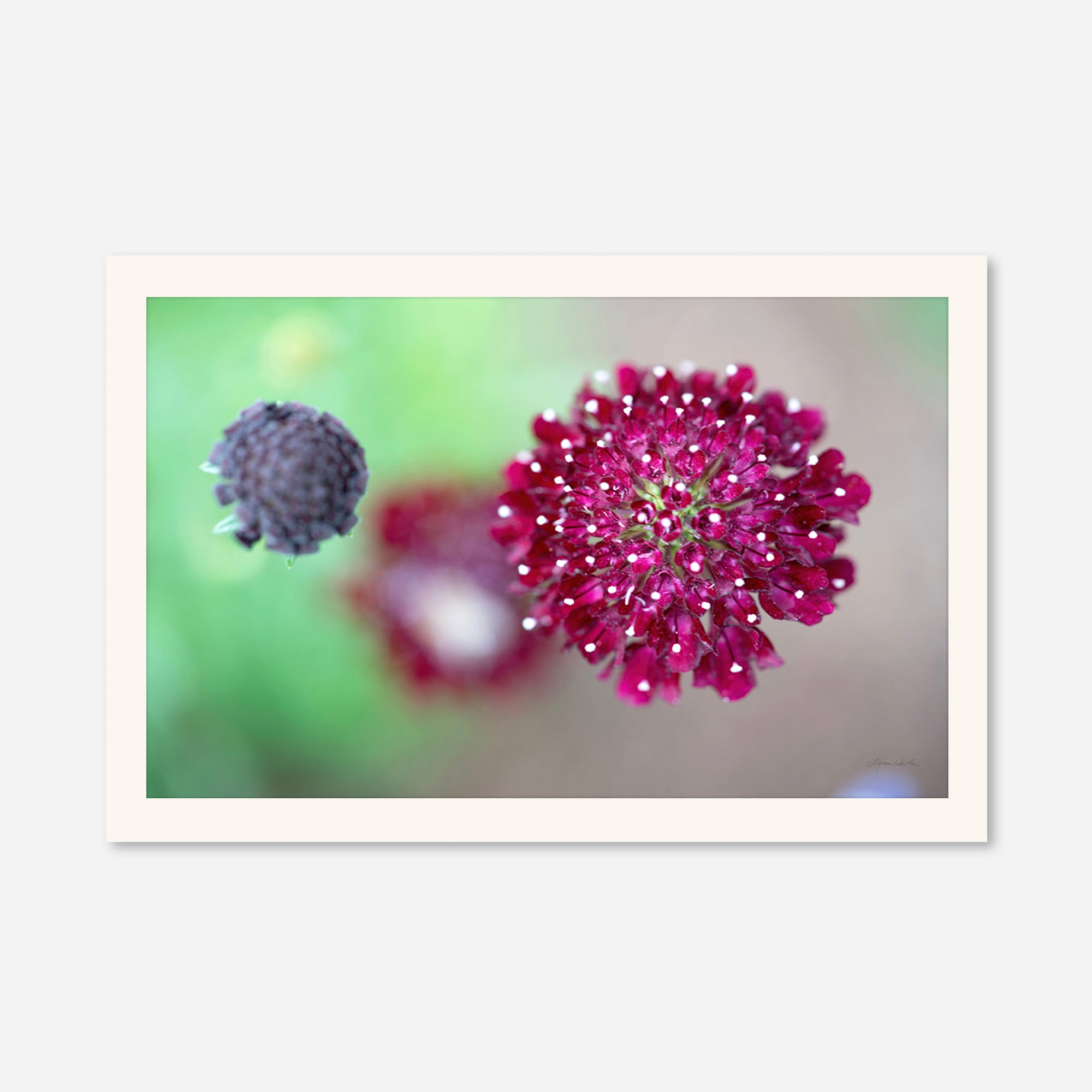 Macro no. 5