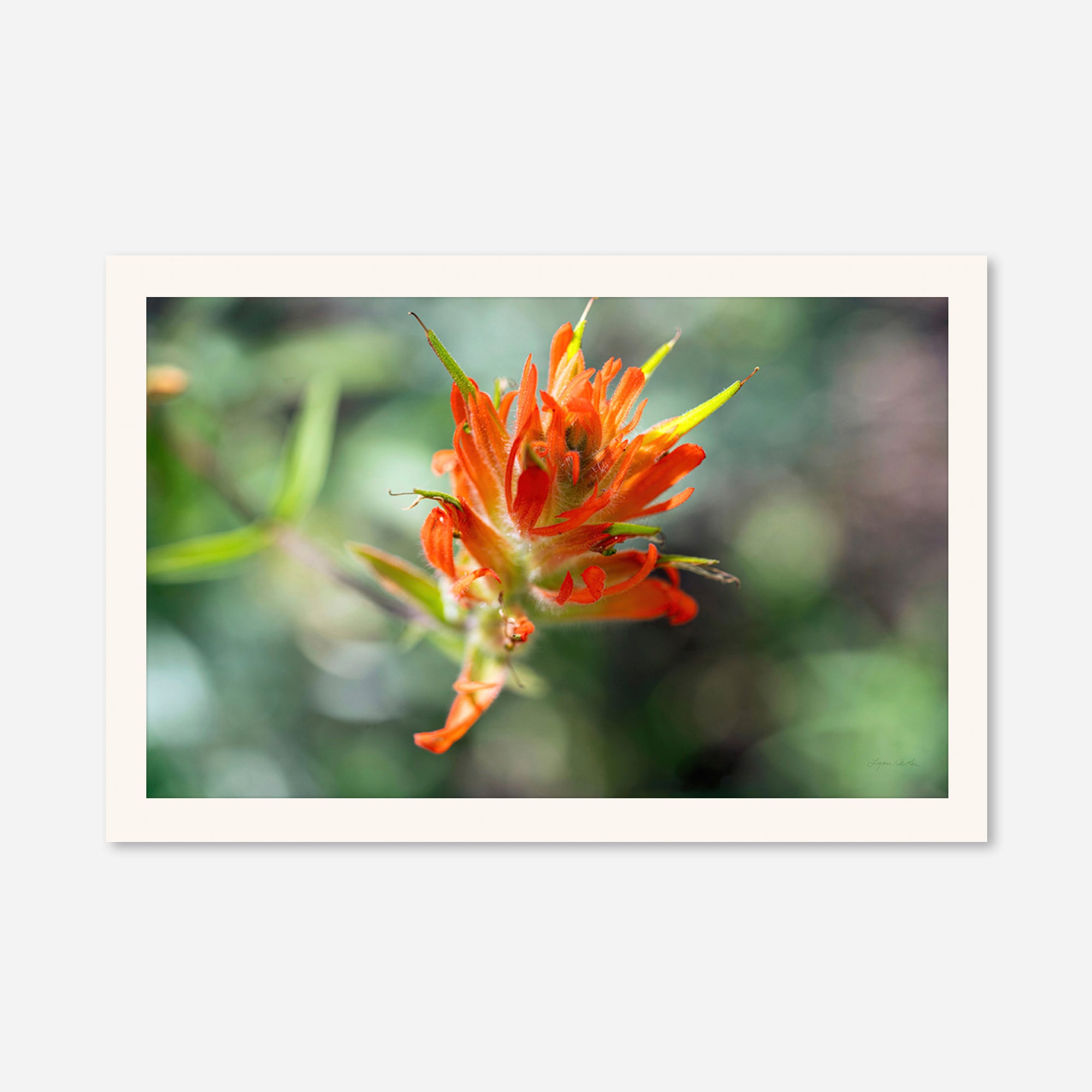 Macro no. 4