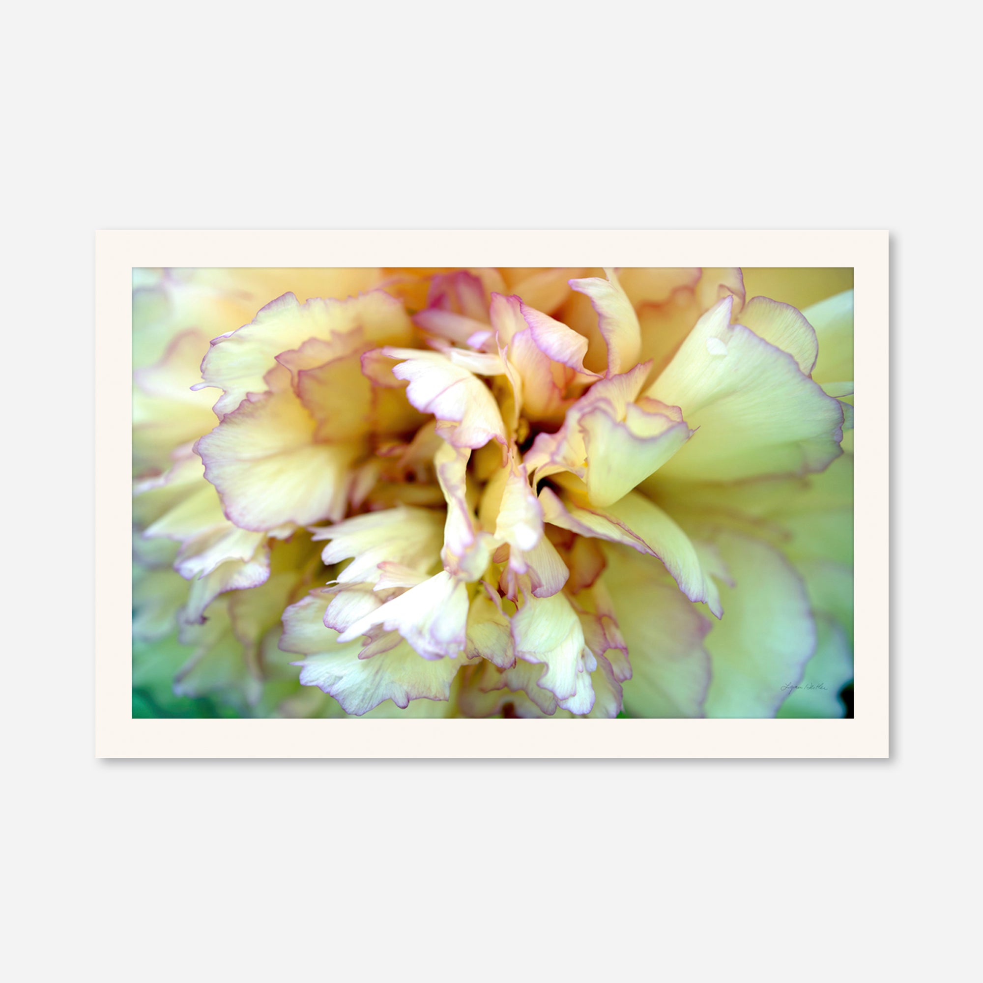 Macro no. 3