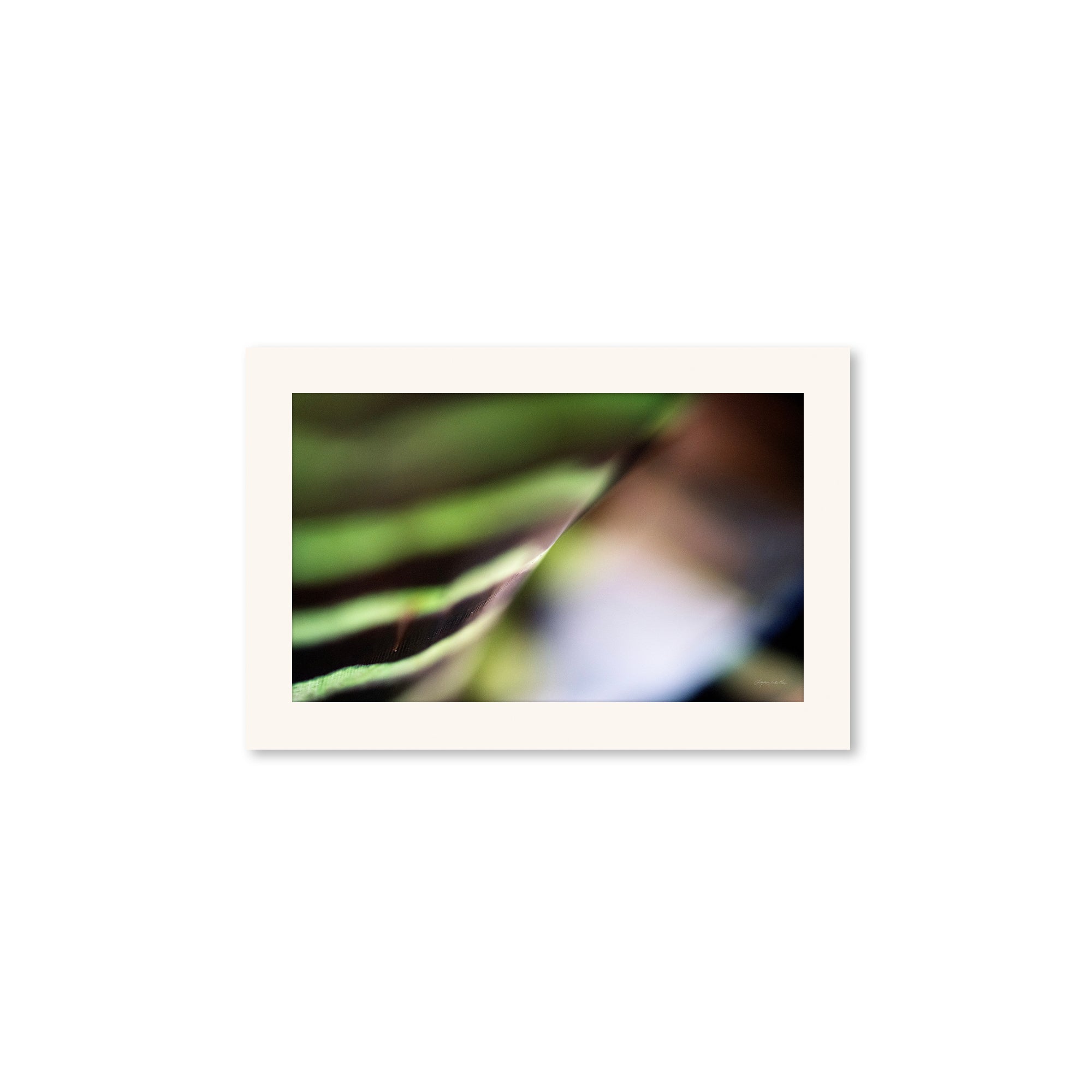 Macro no. 22