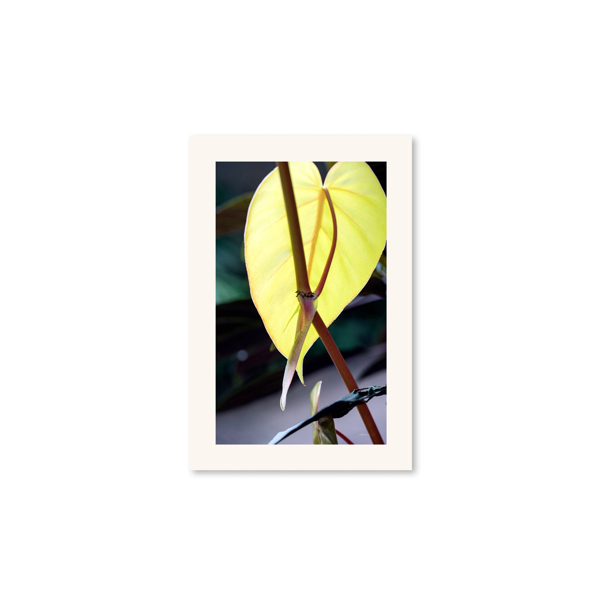Macro no. 24