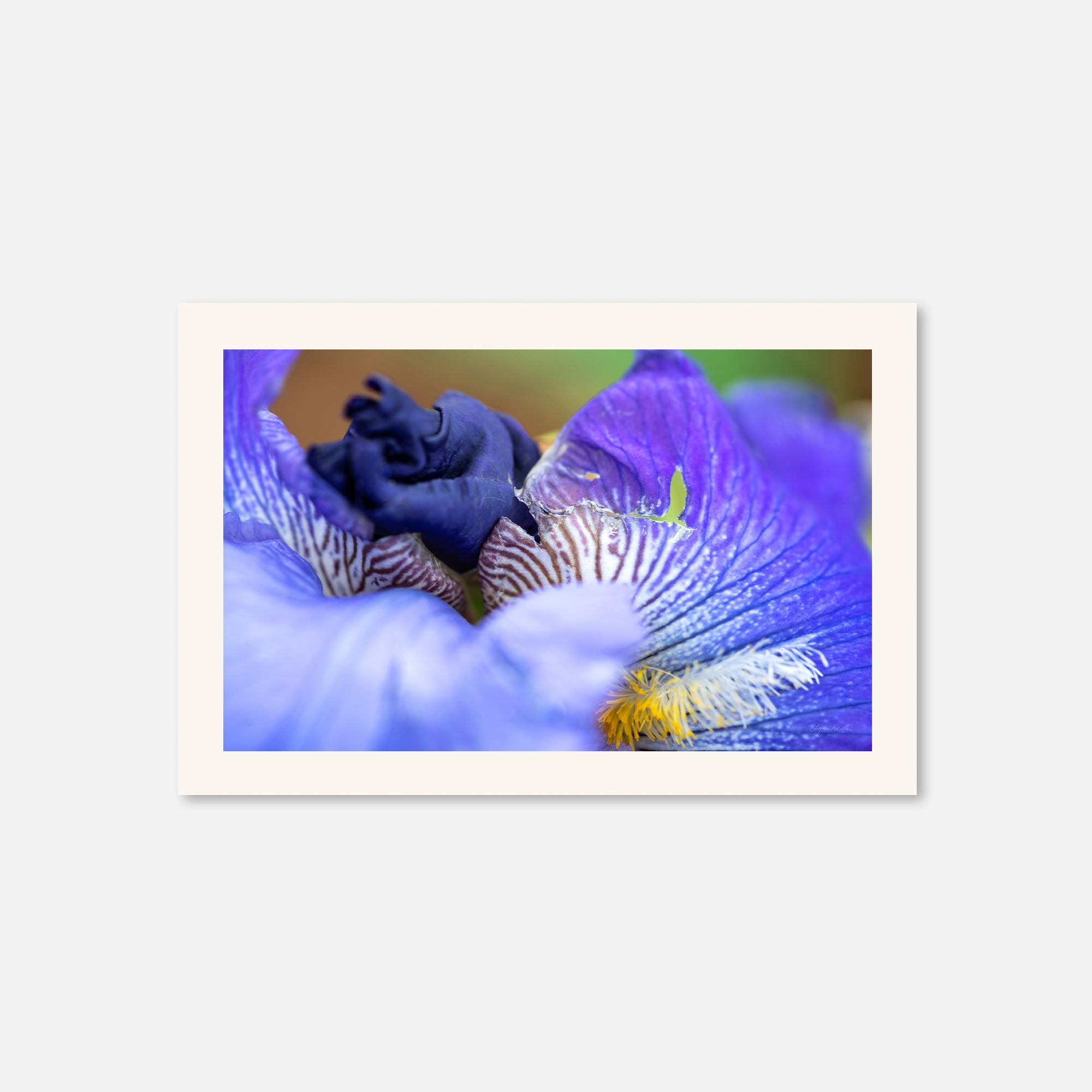 Macro no. 26