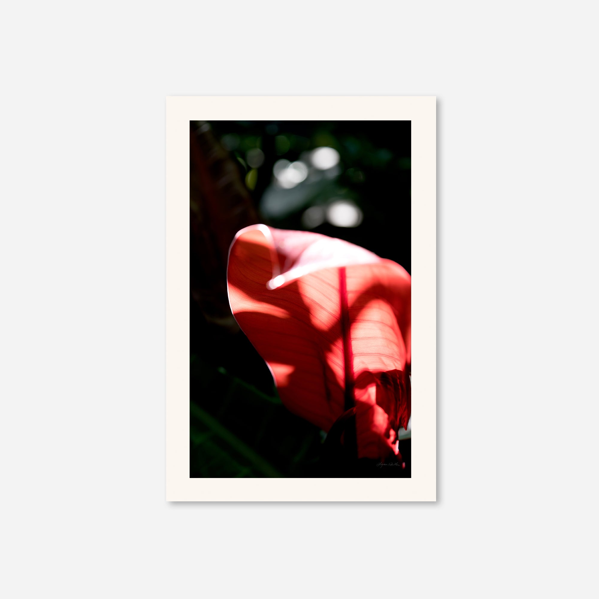 Macro no. 23
