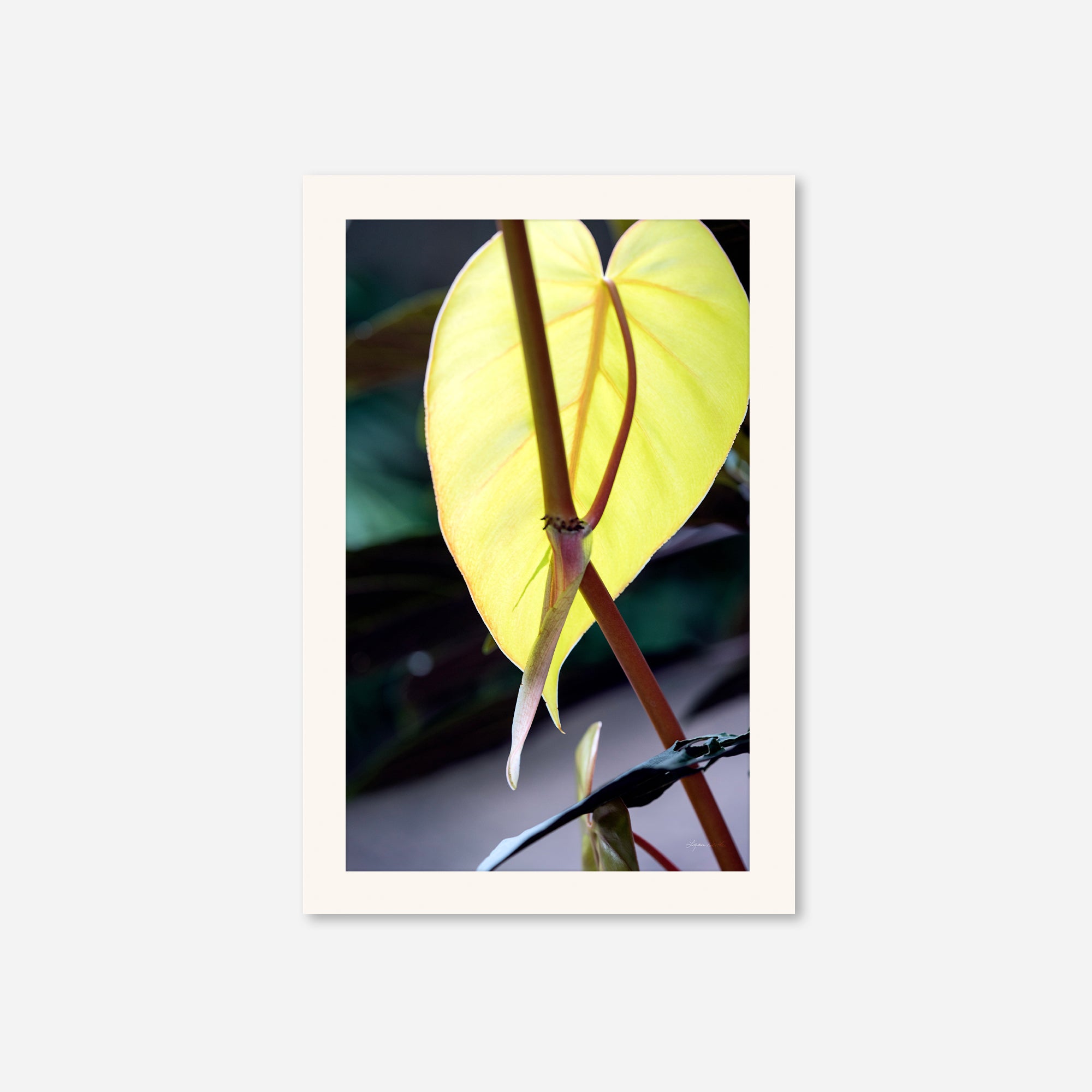 Macro no. 24
