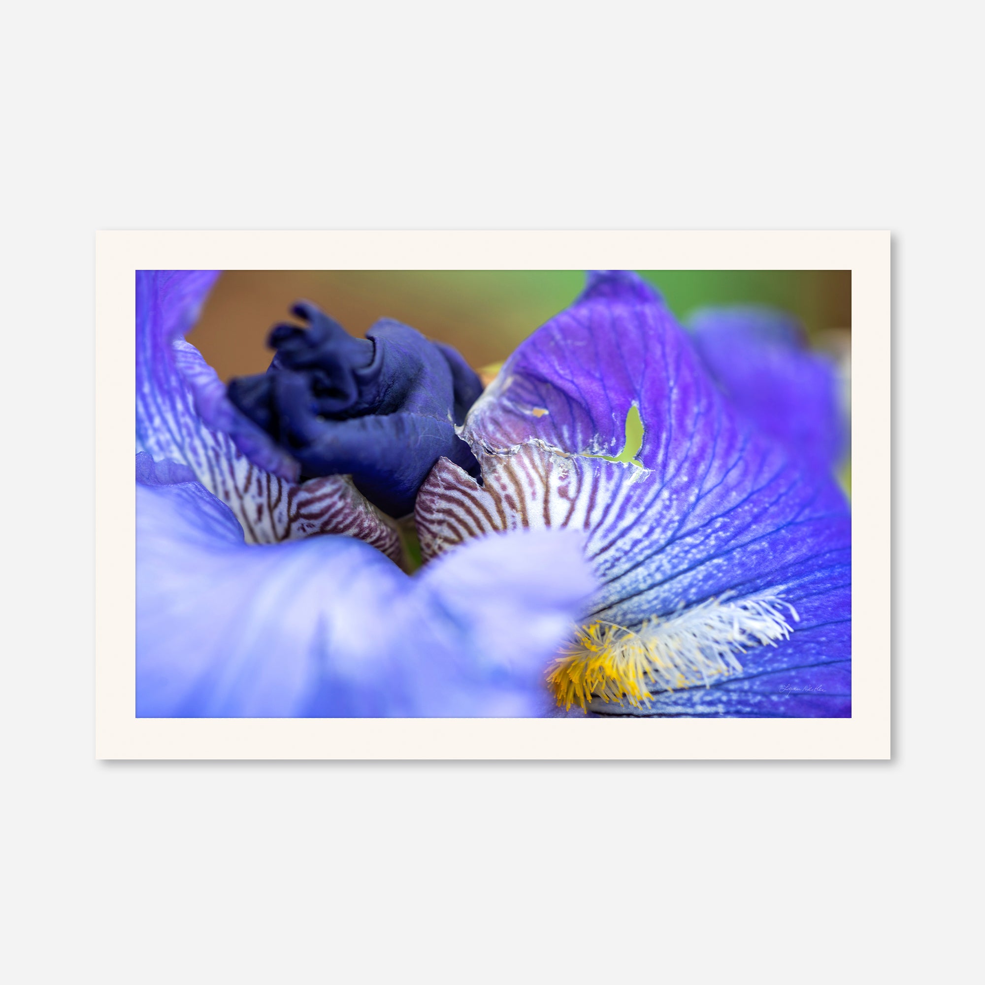Macro no. 26