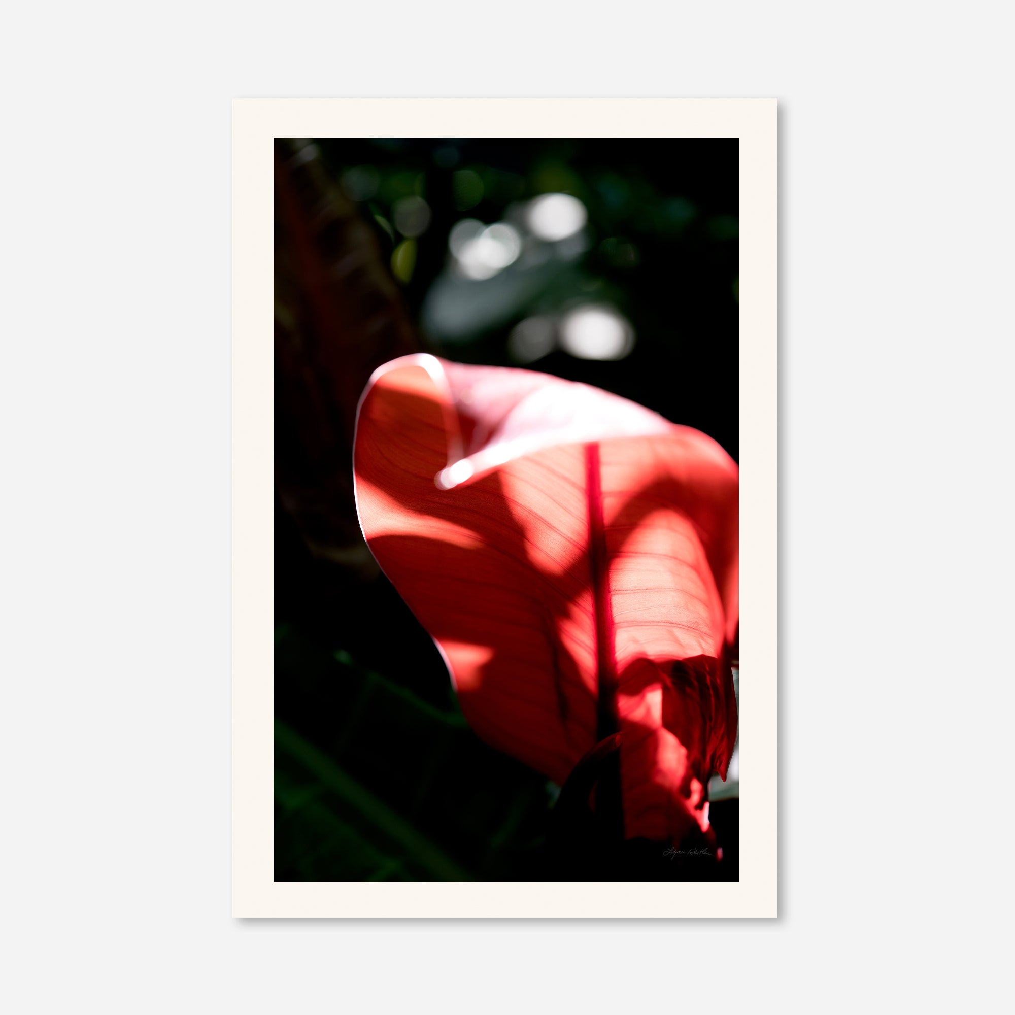 Macro no. 23